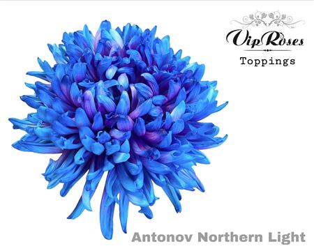 Chrysanthemum - Chrysanthemum (Indicum Grp) disbudded - Antonov Northern Light