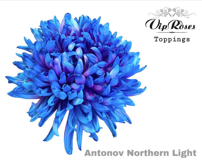 Chrysanthemum - Chrysanthemum (Indicum Grp) disbudded - Antonov Northern Light