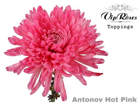 Chrysanthemum - Chrysanthemum (Indicum Grp) - Disbudded