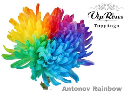 Chrysanthemum G Dyed Antonov Rainbow X20