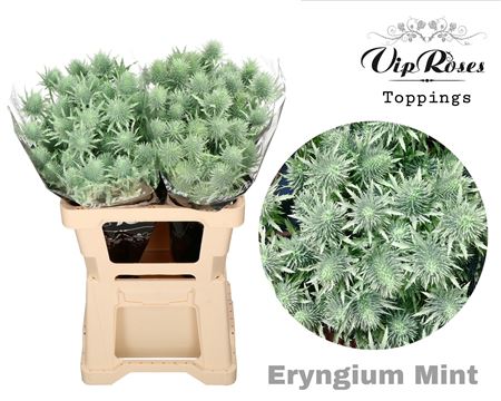 Eryngium Supernova Dyed Mint