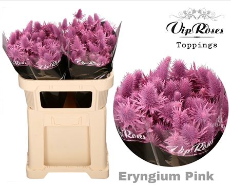 Dyed Pink Eryngium Cut Flowers – 60cm Stems