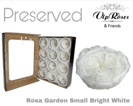 Rose Preserved Garden Small Bright White