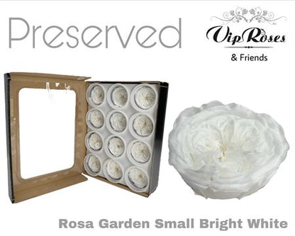 Rose Preserved Garden Small Bright White