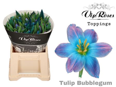 Tulip Bubblegum