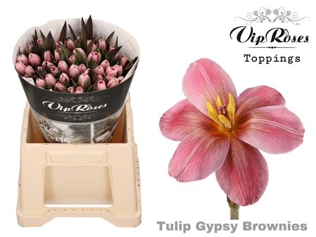 Tulip Dyed Gypsy Brown