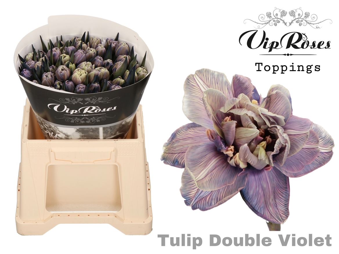 Tulip Du Double Violet