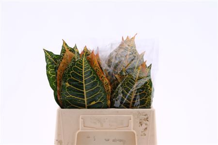 FeedSync:wholesale:80f670c3b46a6b78119cb1a98f0d47e01c74abff