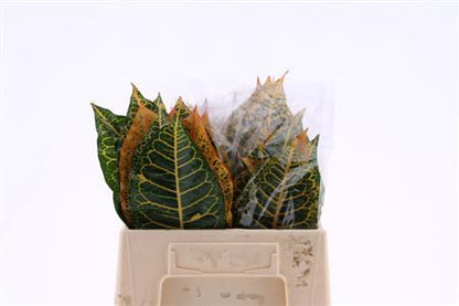 FeedSync:wholesale:80f670c3b46a6b78119cb1a98f0d47e01c74abff