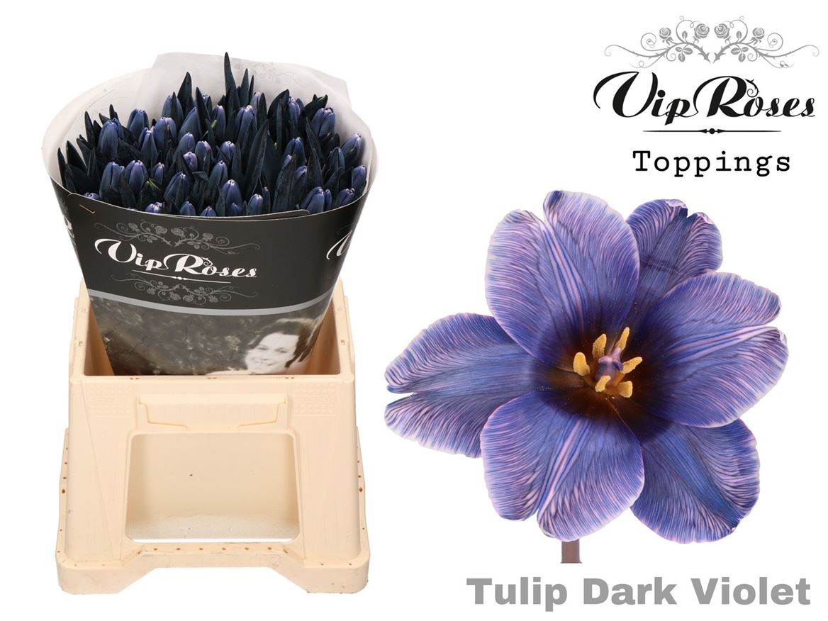 Tulip - Tulipa - En A Dark Violet