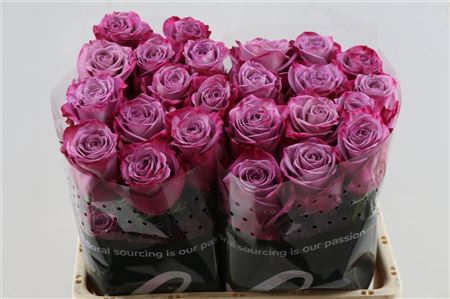 FeedSync:wholesale:212df2dbf34991360cc4b50b04a452f793d2af67