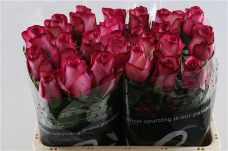 FeedSync:wholesale:55115547b6850b49a5a57db3fc6daec5dede6072