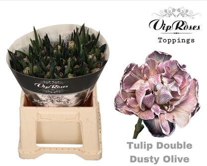 Double Tulip - Tulipa - Dusty Olive