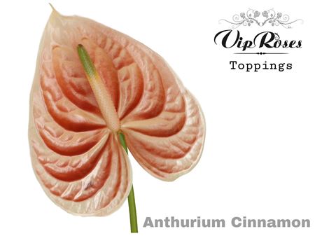 Anthurium Cinnamon