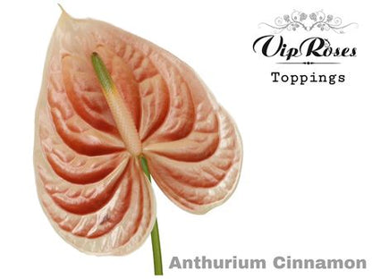 Anthurium Cinnamon