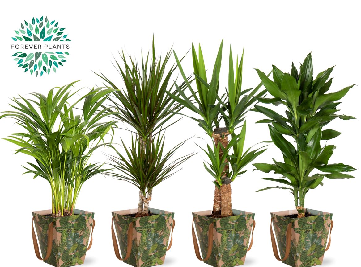 Ov Kamerplanten Gemengd Tas Green Jewels