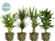 Ov Kamerplanten Gemengd Tas Green Jewels