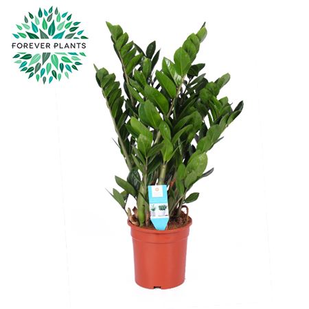 Zamioculcas Zamiifolia 8+
