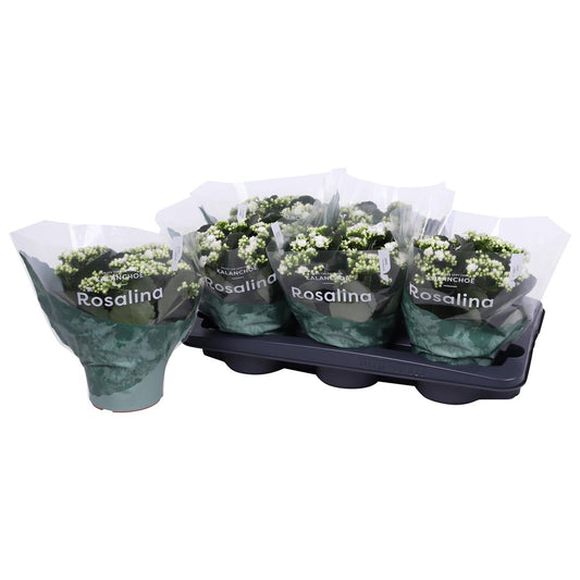 Kalanchoe Double Rosalina Don Dione