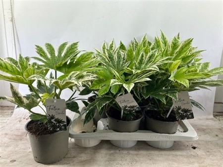 Fatsia Japonica Variegata