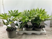 Fatsia Japonica Variegata