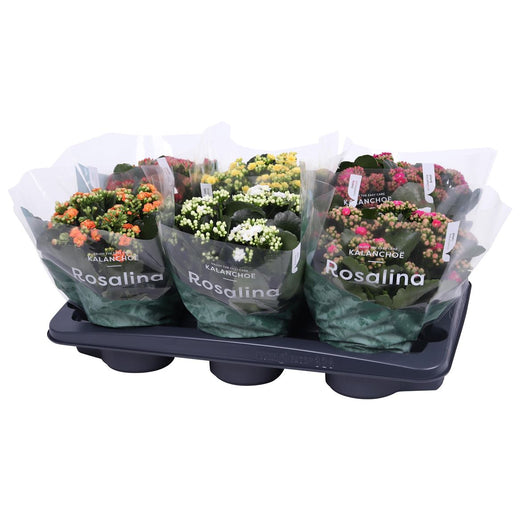 Kalanchoe Gev Gemengd