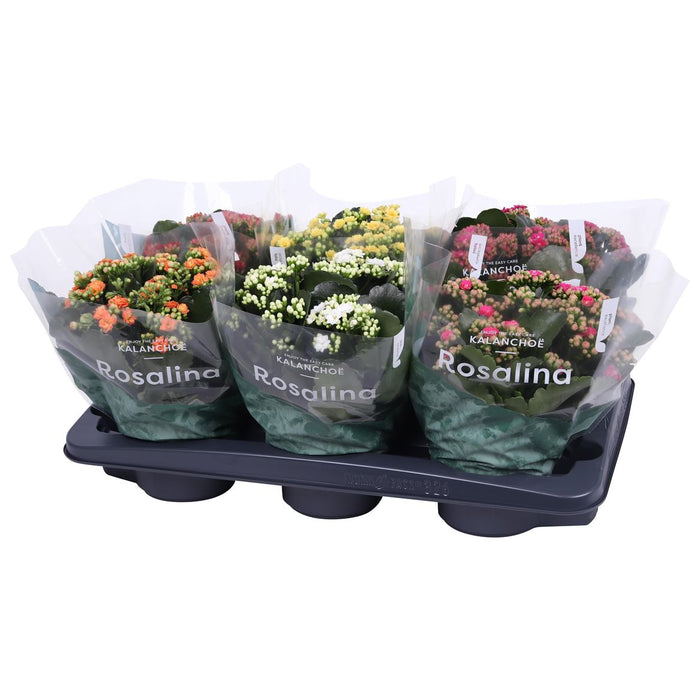 Kalanchoe Gev Gemengd