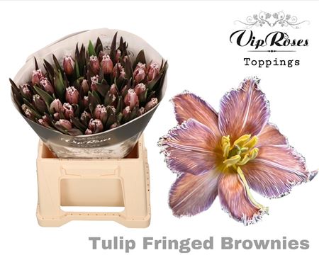 Tulip Double Brownies