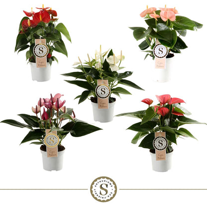 Anthurium St Gemengd 5kl