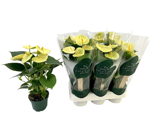 Anthurium An Vanilla