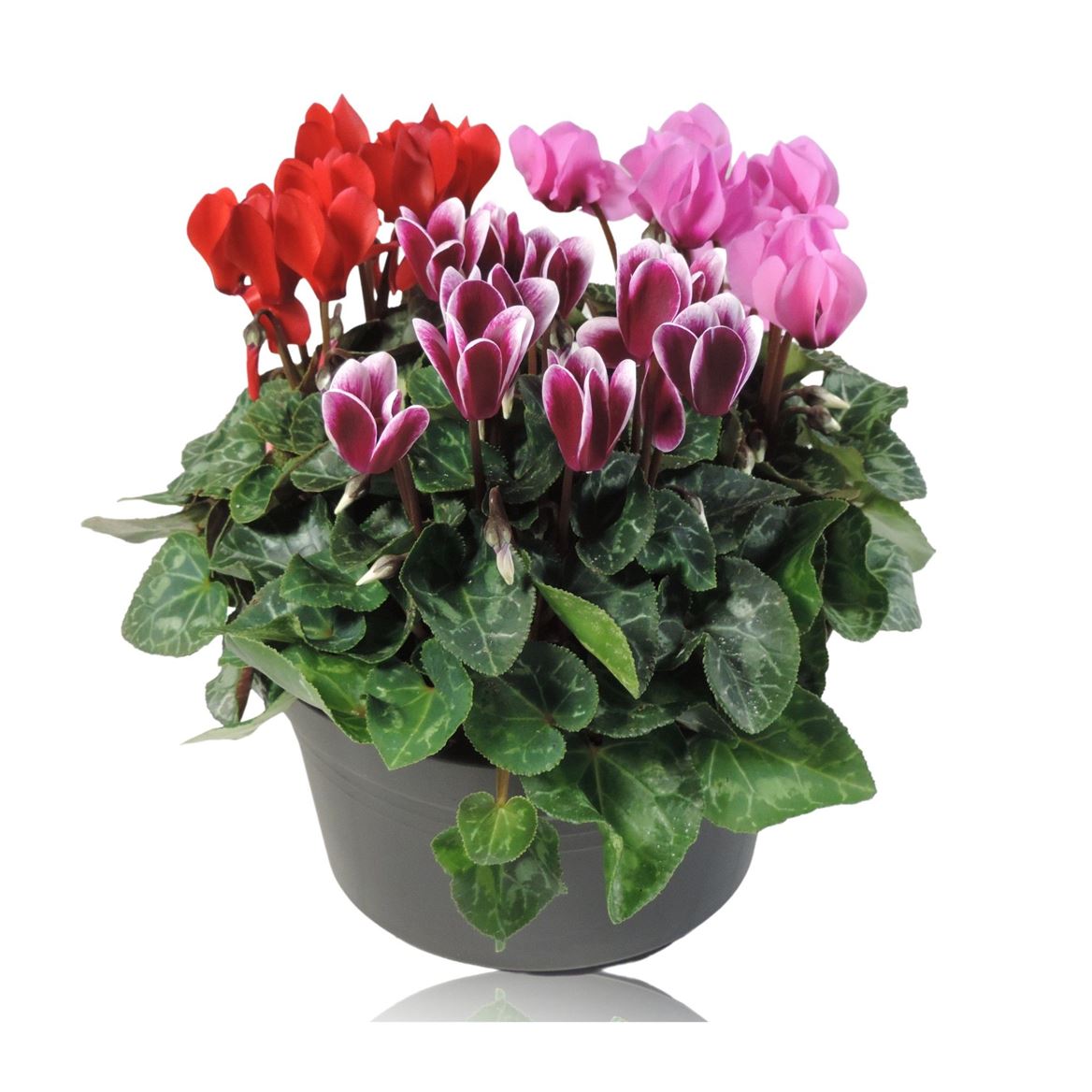 Cyclamen Per Gemengd Patio Pot