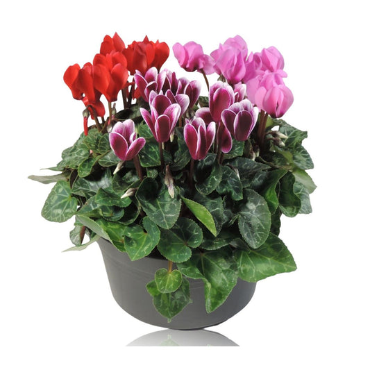 Cyclamen Per Gemengd Patio Pot