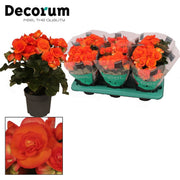 BegoniaDu Oranje Reina