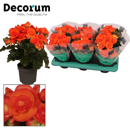BegoniaDu Oranje Reina