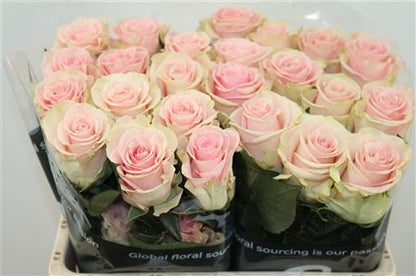 FeedSync:wholesale:d73eebf0d9c485ca22c1fad09312a0ad0391ad9c