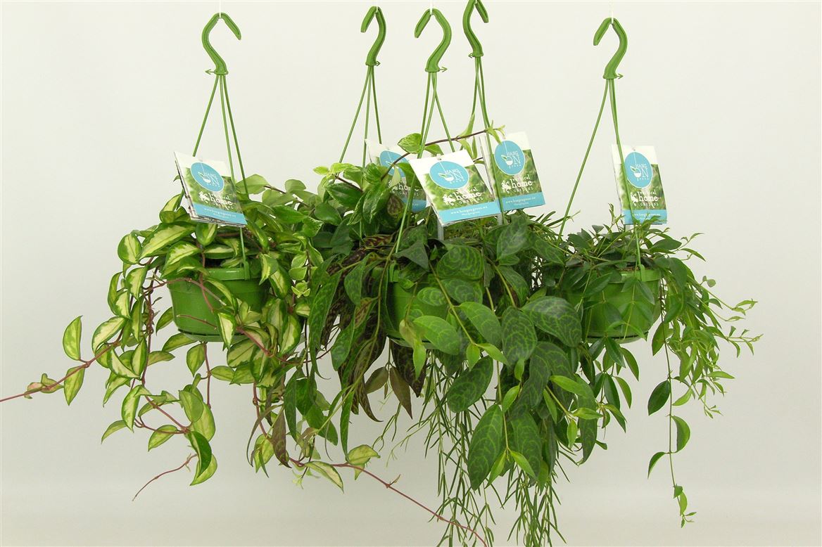 Ov Hangplanten Gemengd