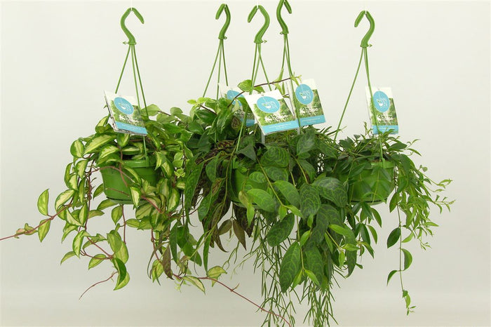 Ov Hangplanten Gemengd