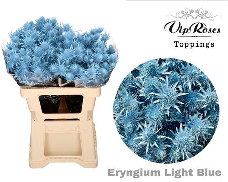 Eryngium Supernova Dyed Light Blue