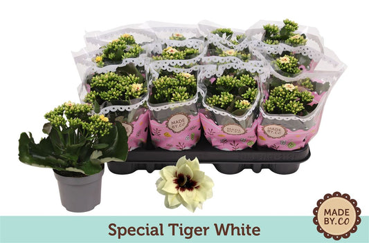Kalanchoe Gev Wit Special Tiger White