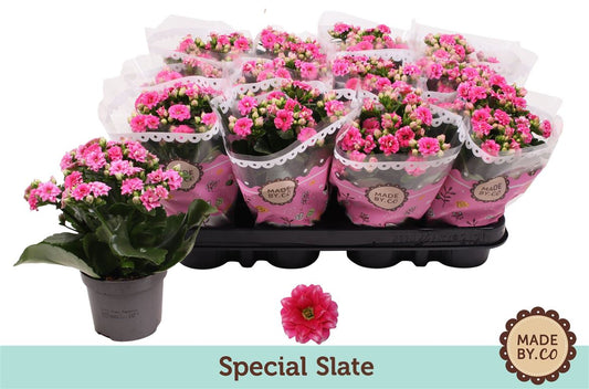 Kalanchoe Gev Paars Special Slate