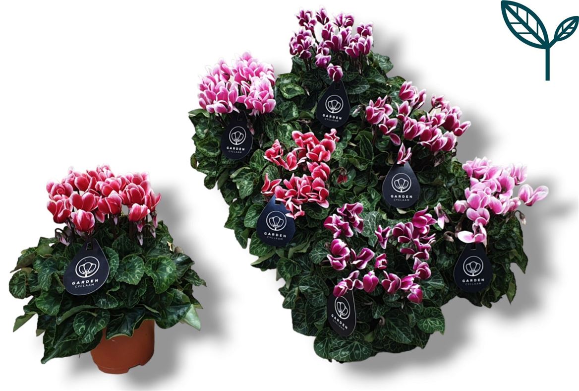 Cyclamen Per Ss Garden Gemengd Fuji
