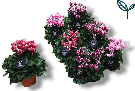 Cyclamen Per Ss Garden Gemengd Fuji