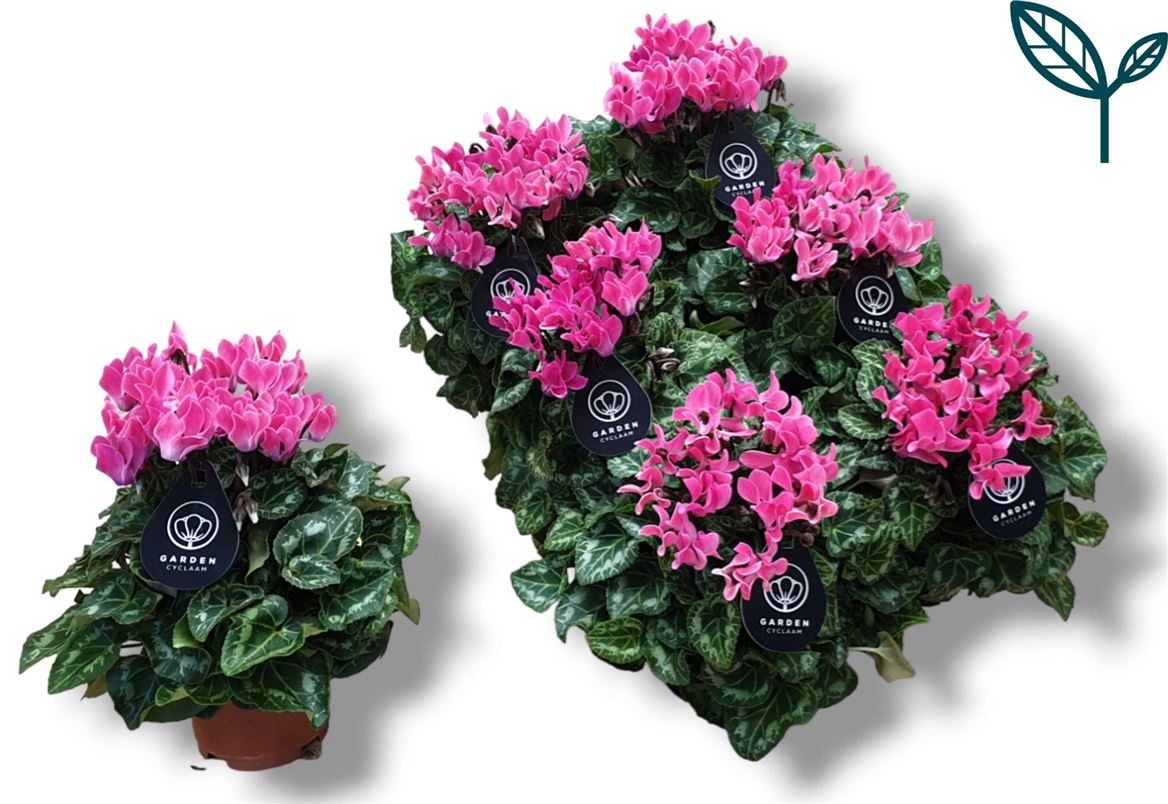 Cyclamen Per Garden Licht Roze