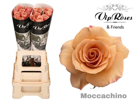 FeedSync:wholesale:123cd8989f288a882dfc2019aeefb057bf6e2c08