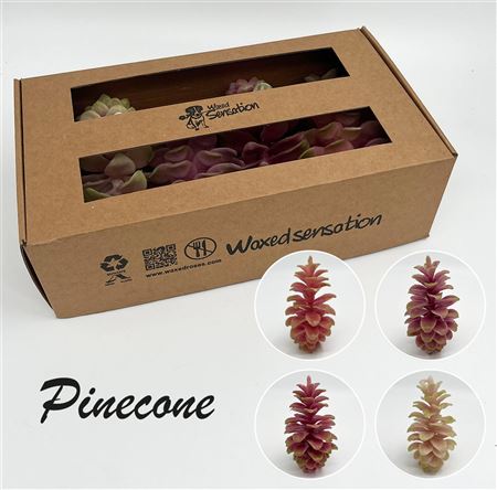FeedSync:wholesale:f89d76df0c54fd57e4352a0aa6af27e857510ed5