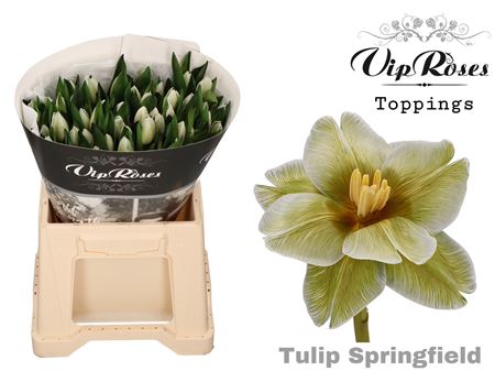 Tulip Dyed Springfield