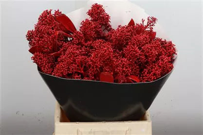Wax Skimmia