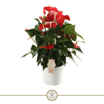 Anthurium St Red Champion
