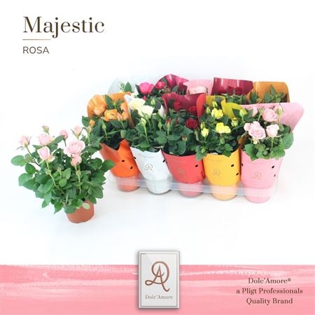 Rose Gemengd Dolc'Amore Hoes Majestic