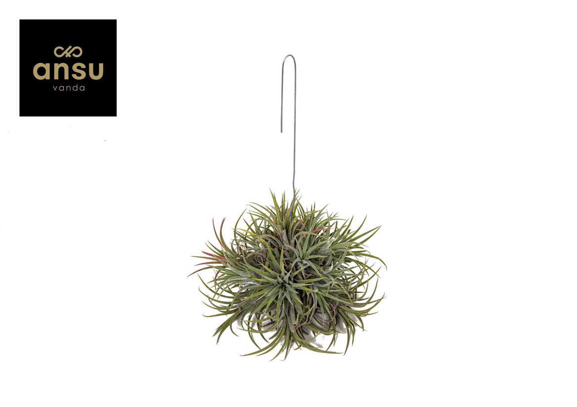 Tillandsia Ionantha Hang Large